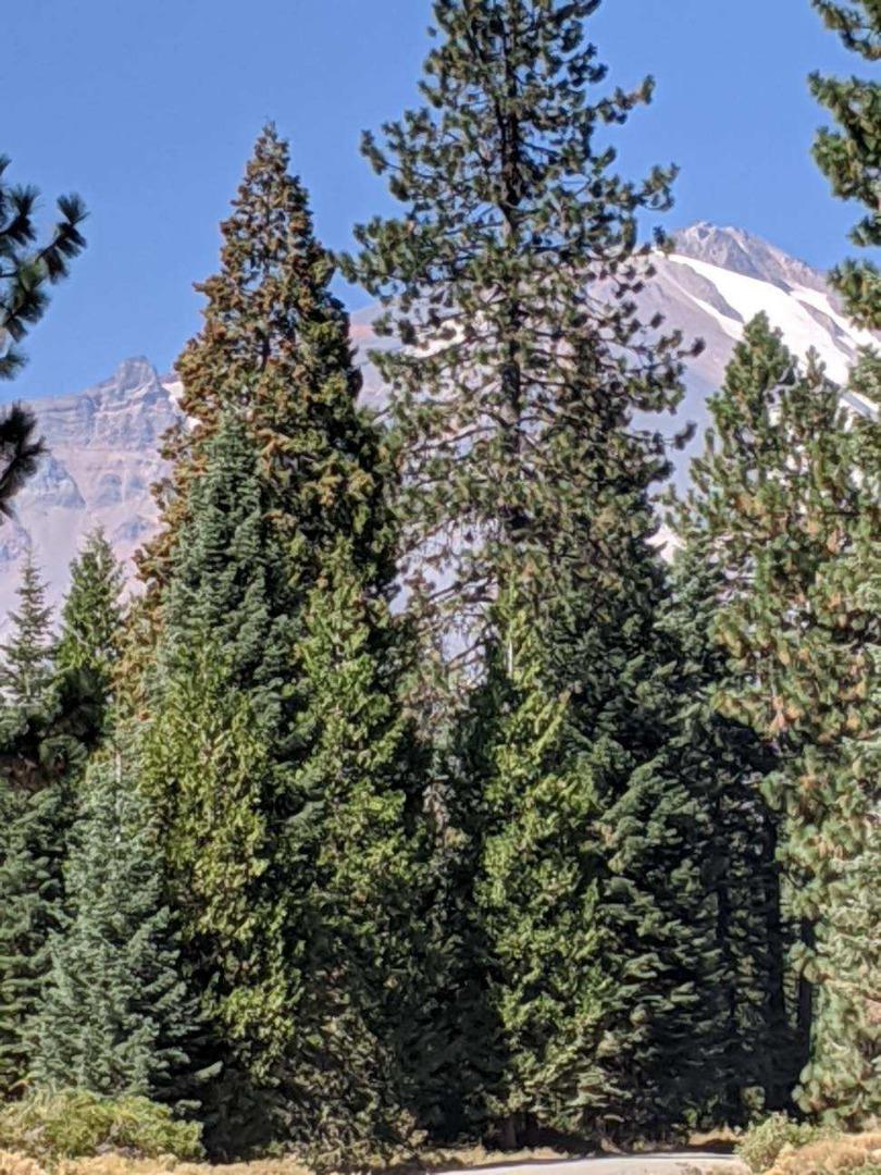 21 Ridge Drive, MCCLOUD, California 96057, ,Lots And Land,For Sale,Ridge Drive,40964003