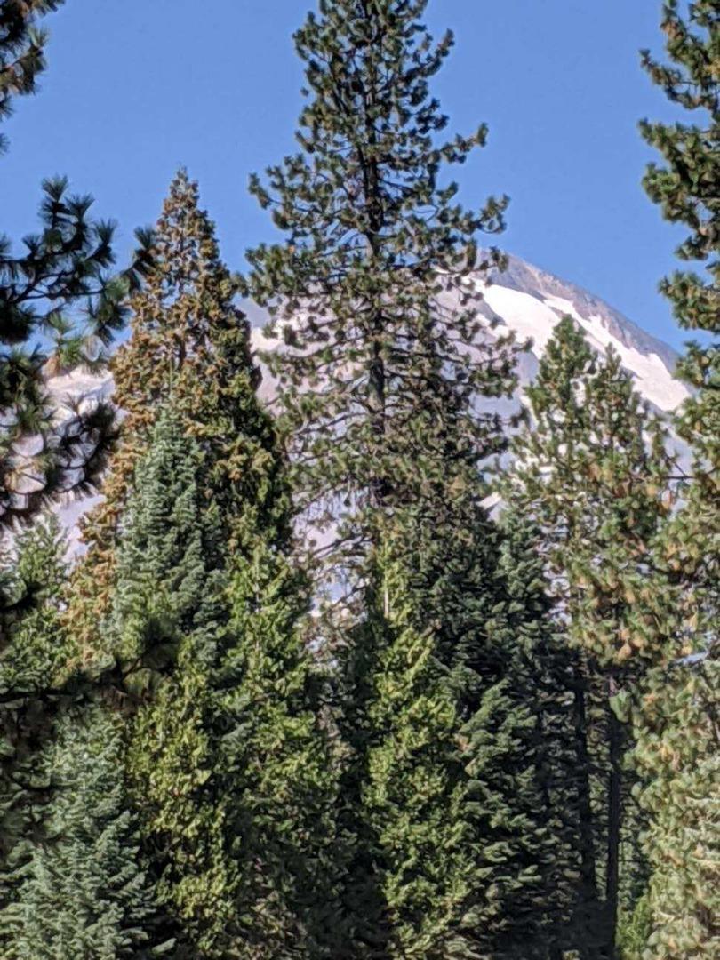 21 Ridge Drive, MCCLOUD, California 96057, ,Lots And Land,For Sale,Ridge Drive,40964003