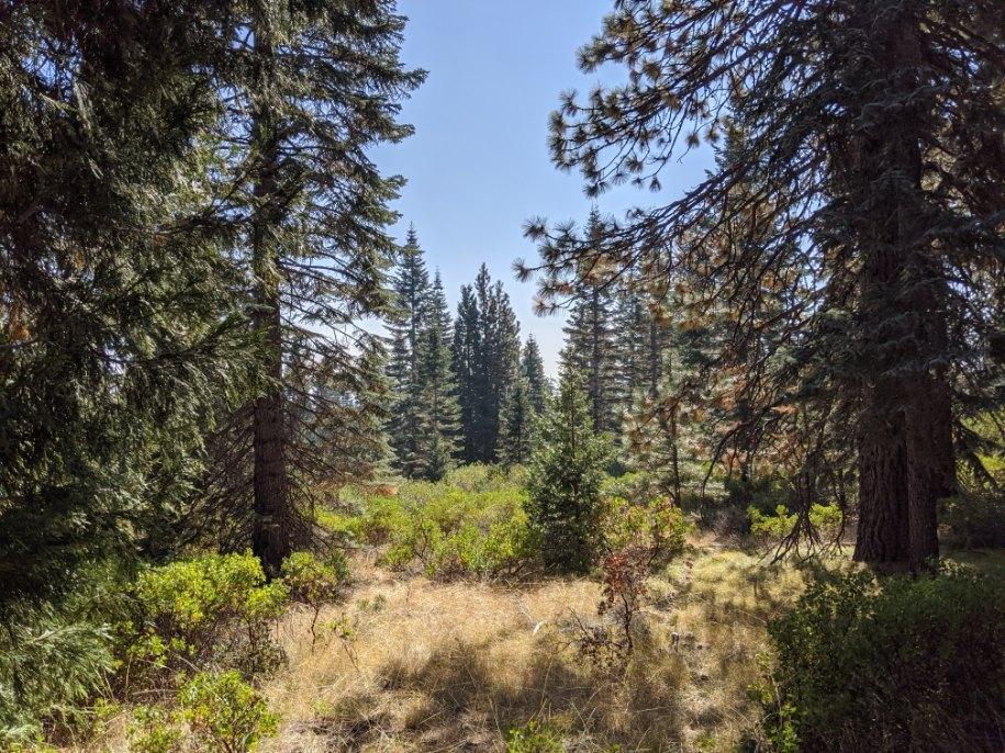 21 Ridge Drive, MCCLOUD, California 96057, ,Lots And Land,For Sale,Ridge Drive,40964003