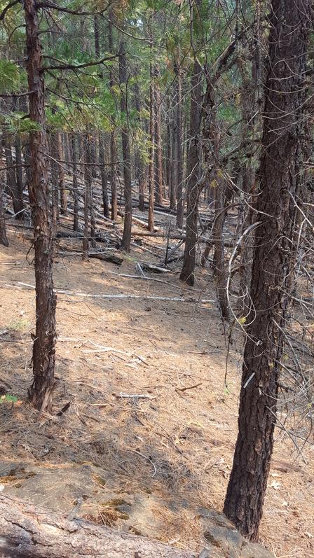 970 24n15x, QUINCY, California 95971, ,Lots And Land,For Sale,24n15x,40962093