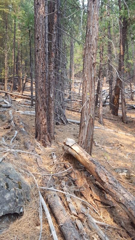 970 24n15x, QUINCY, California 95971, ,Lots And Land,For Sale,24n15x,40962093