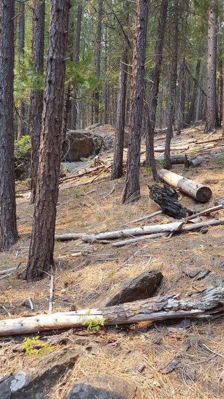 970 24n15x, QUINCY, California 95971, ,Lots And Land,For Sale,24n15x,40962093