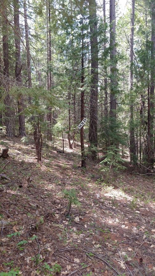 970 24n15x, QUINCY, California 95971, ,Lots And Land,For Sale,24n15x,40962093