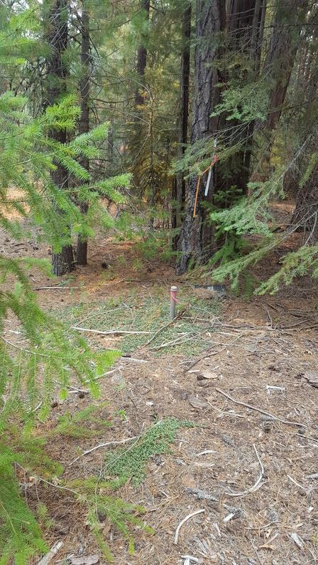 970 24n15x, QUINCY, California 95971, ,Lots And Land,For Sale,24n15x,40962093