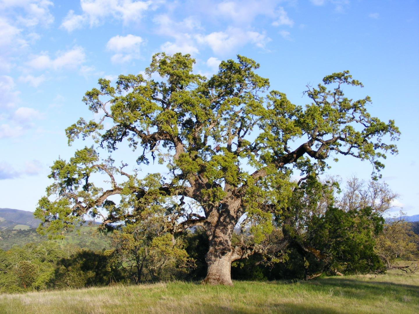 23850 Lambert Flat Road, CARMEL VALLEY, California 93924, ,Lots And Land,For Sale,Lambert Flat Road,40964082