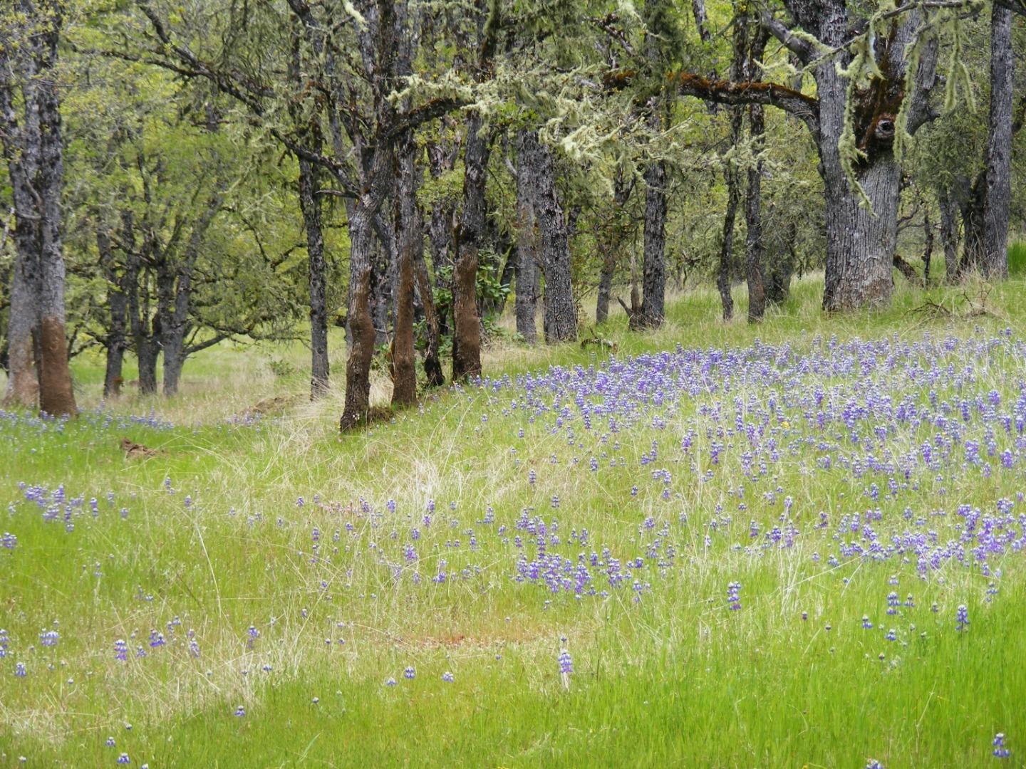 23850 Lambert Flat Road, CARMEL VALLEY, California 93924, ,Lots And Land,For Sale,Lambert Flat Road,40964082