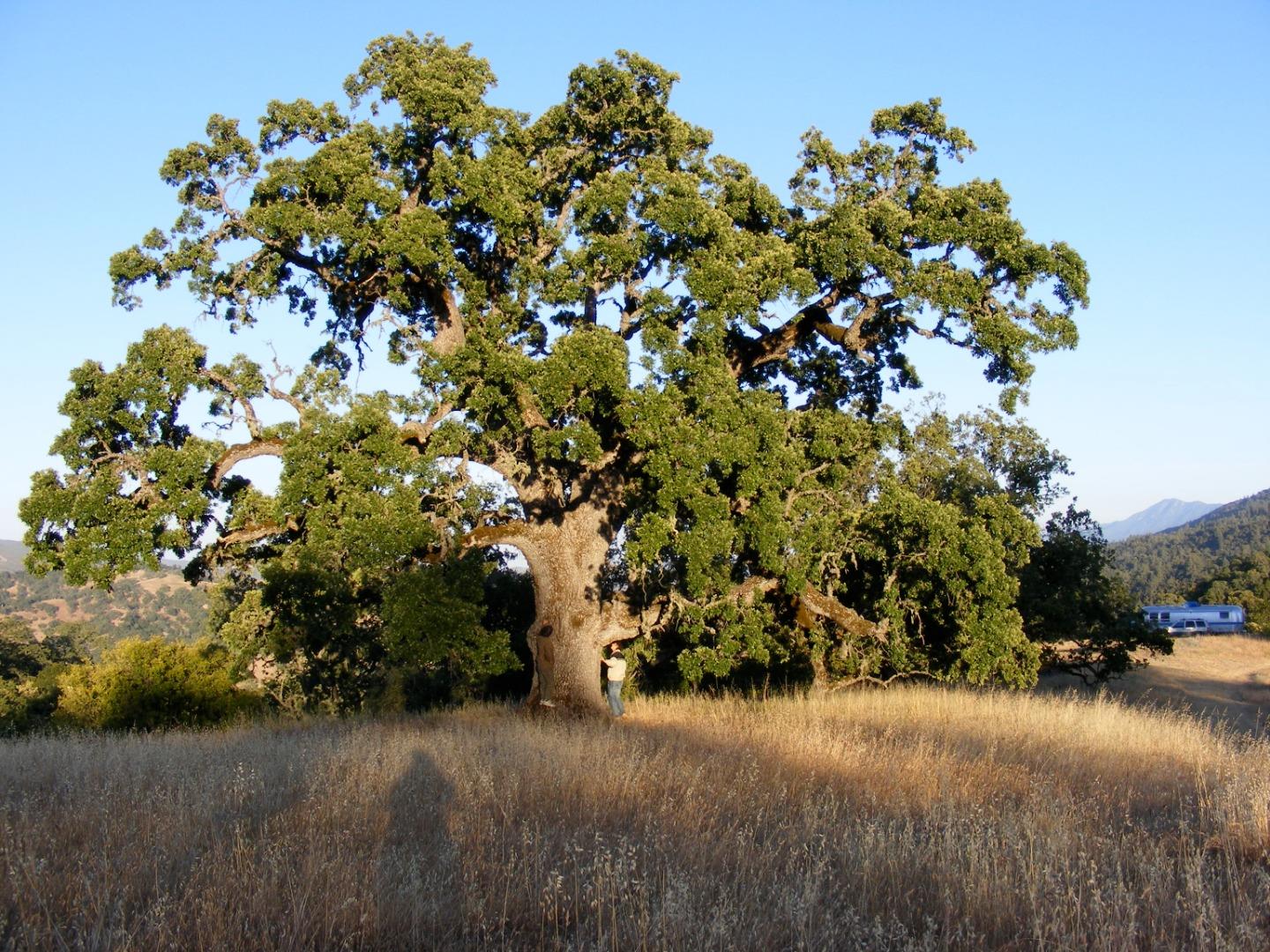 23850 Lambert Flat Road, CARMEL VALLEY, California 93924, ,Lots And Land,For Sale,Lambert Flat Road,40964082