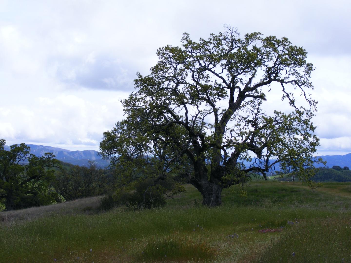 23850 Lambert Flat Road, CARMEL VALLEY, California 93924, ,Lots And Land,For Sale,Lambert Flat Road,40964082