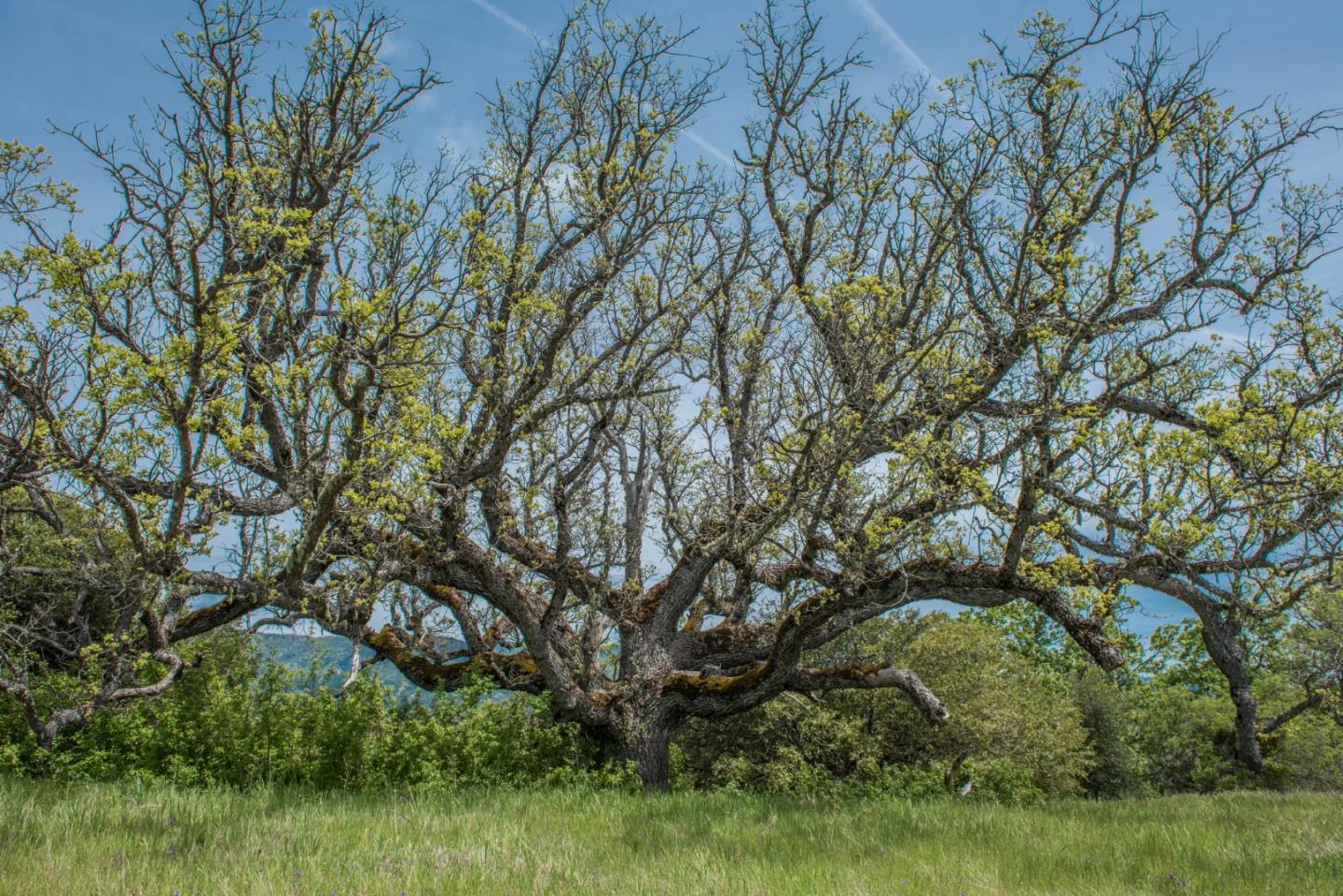 23850 Lambert Flat Road, CARMEL VALLEY, California 93924, ,Lots And Land,For Sale,Lambert Flat Road,40964082
