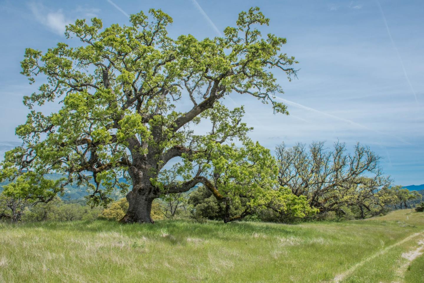 23850 Lambert Flat Road, CARMEL VALLEY, California 93924, ,Lots And Land,For Sale,Lambert Flat Road,40964082