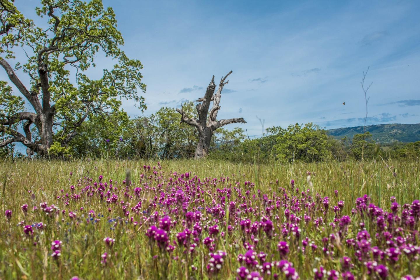 23850 Lambert Flat Road, CARMEL VALLEY, California 93924, ,Lots And Land,For Sale,Lambert Flat Road,40964082