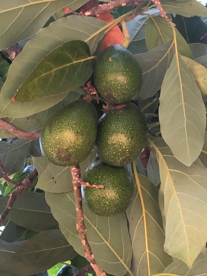 149 Peyton Street, SANTA CRUZ, California 95060, ,Lots And Land,For Sale,Peyton Street,40962188