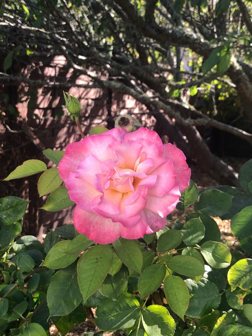 149 Peyton Street, SANTA CRUZ, California 95060, ,Lots And Land,For Sale,Peyton Street,40962188