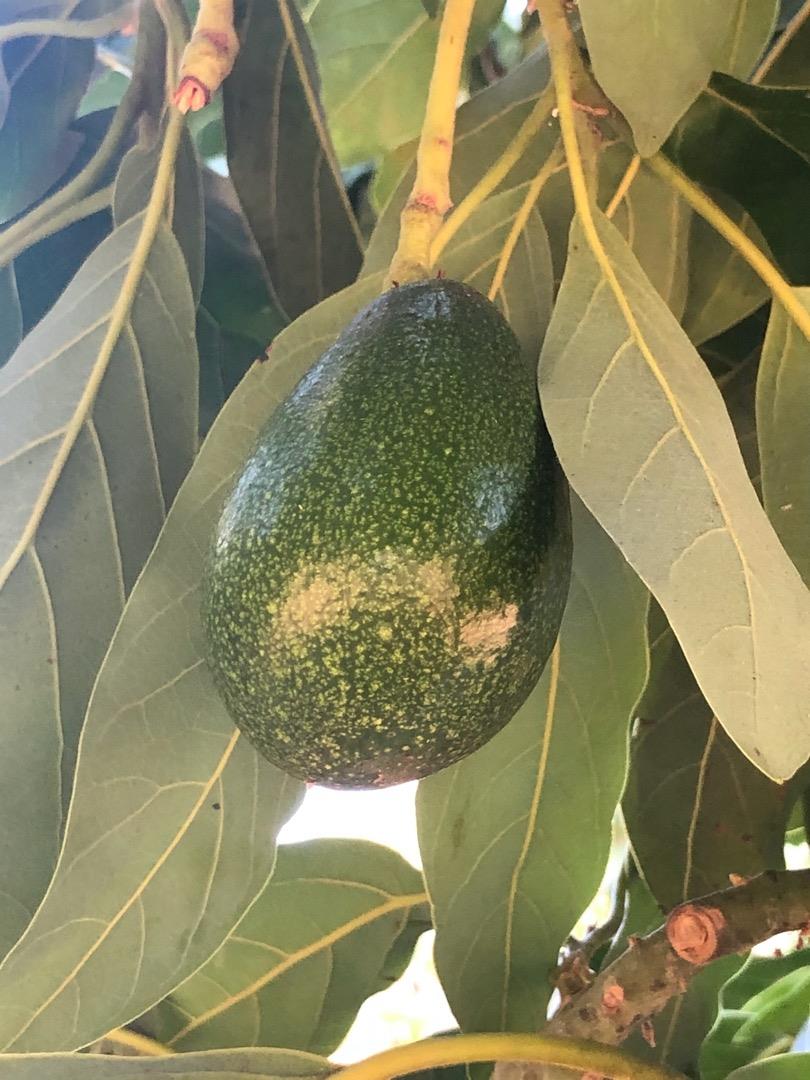 149 Peyton Street, SANTA CRUZ, California 95060, ,Lots And Land,For Sale,Peyton Street,40962188