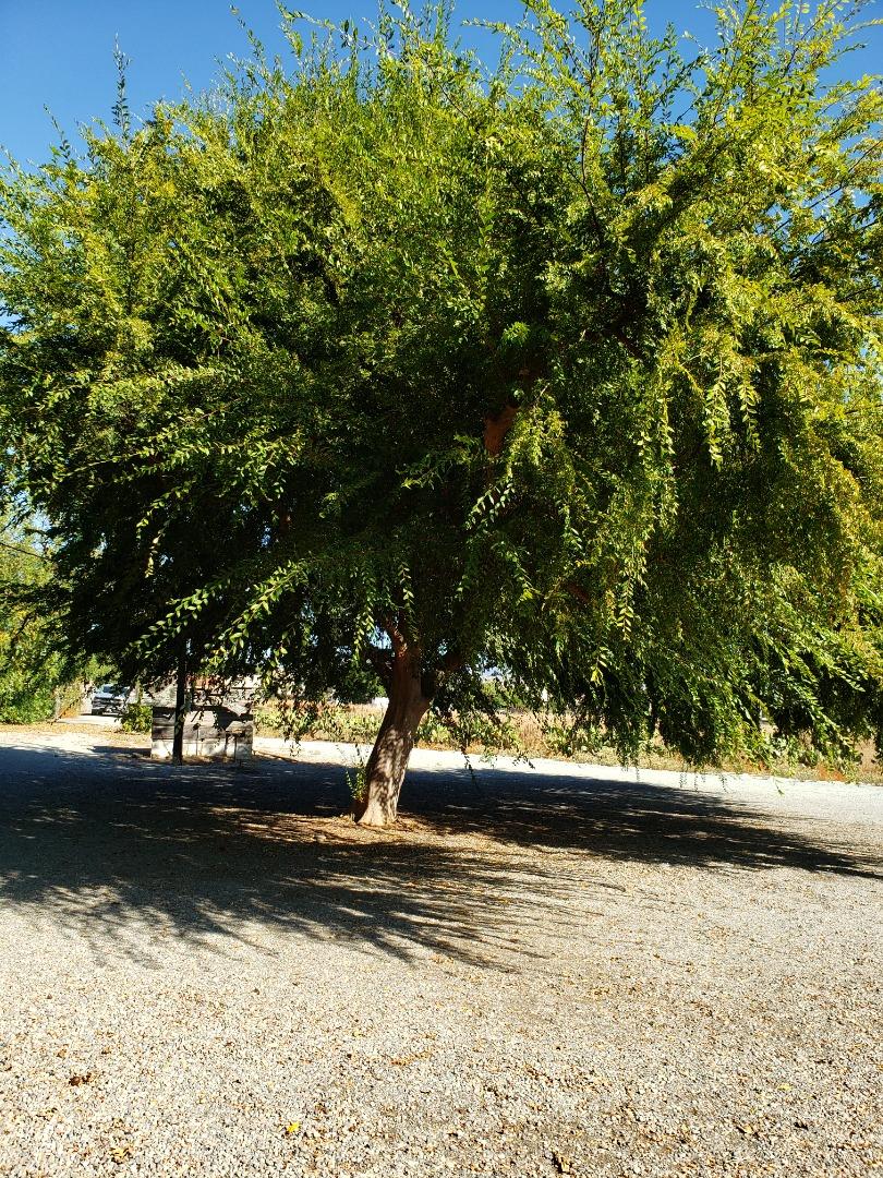 470 Vickery Avenue, GILROY, California 95020, ,Lots And Land,For Sale,Vickery Avenue,40963432