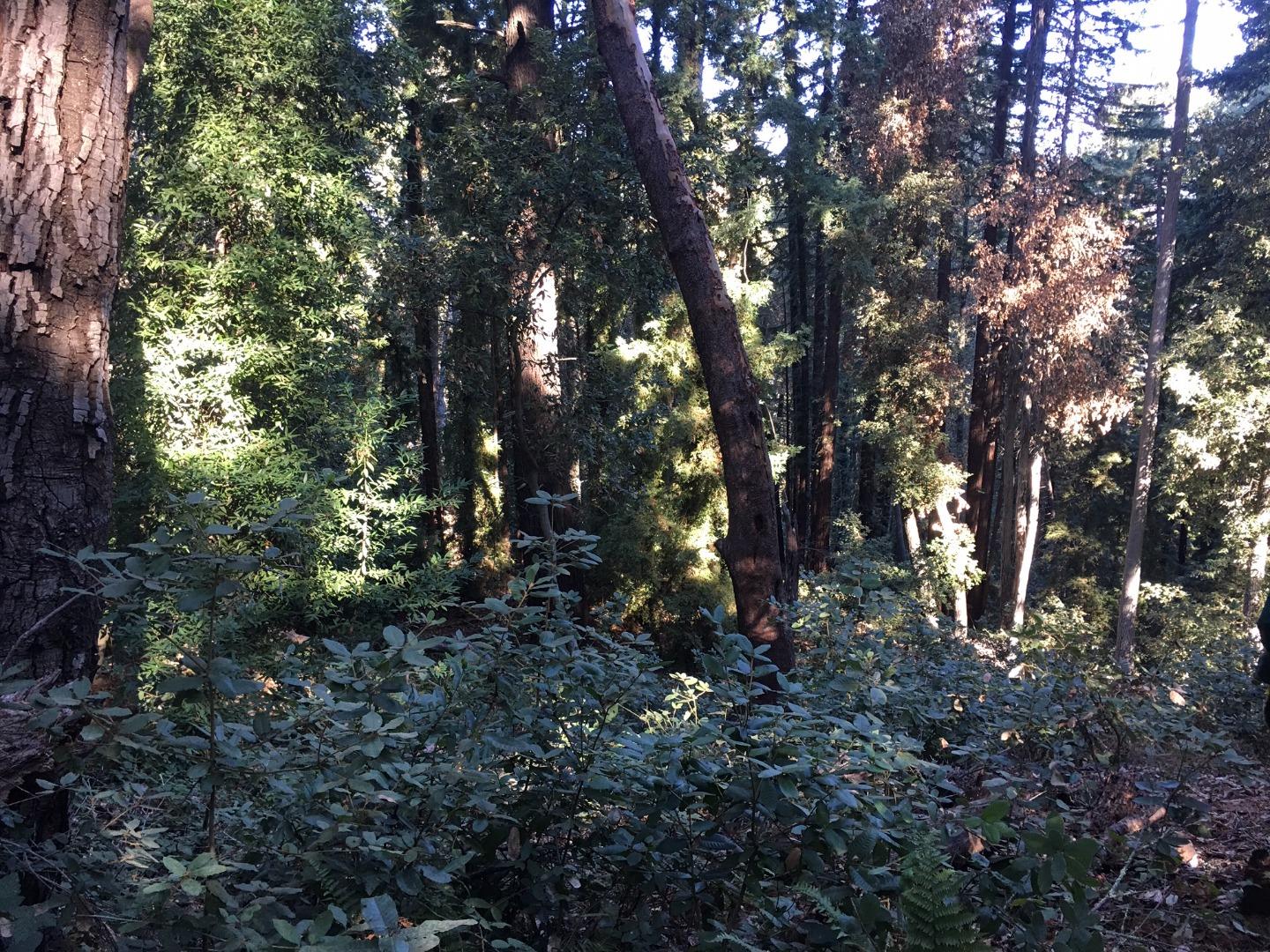 Mountain Charlie Road, LOS GATOS, California 95033, ,Lots And Land,For Sale,Mountain Charlie Road,40961904