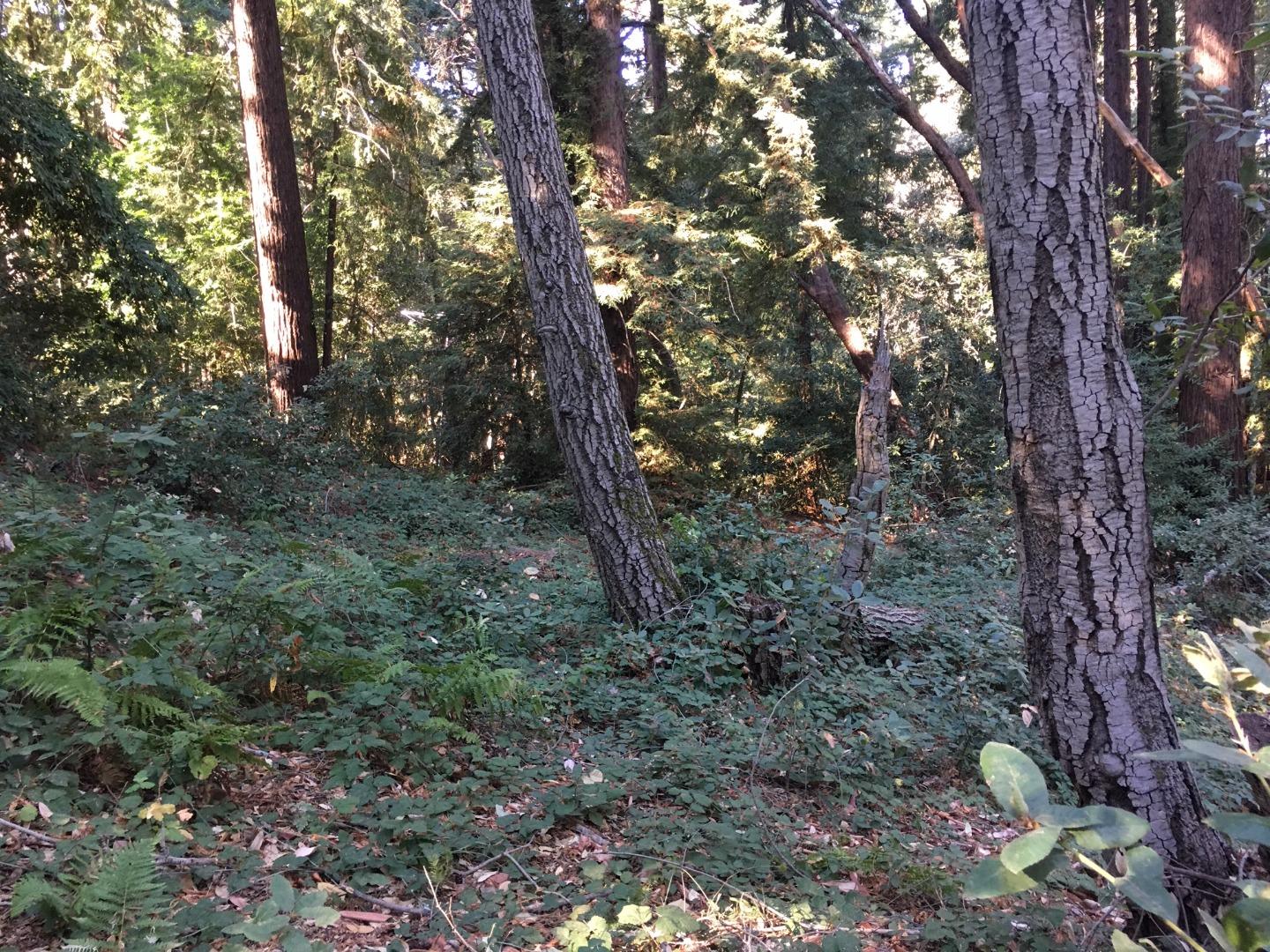 Mountain Charlie Road, LOS GATOS, California 95033, ,Lots And Land,For Sale,Mountain Charlie Road,40961904