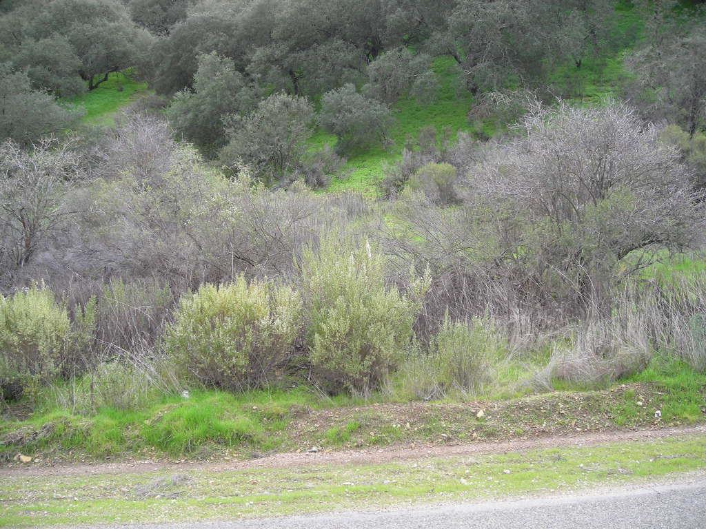 0 Lockwood San Lucas Road, KING CITY, California 93930, ,Lots And Land,For Sale,Lockwood San Lucas Road,40965272