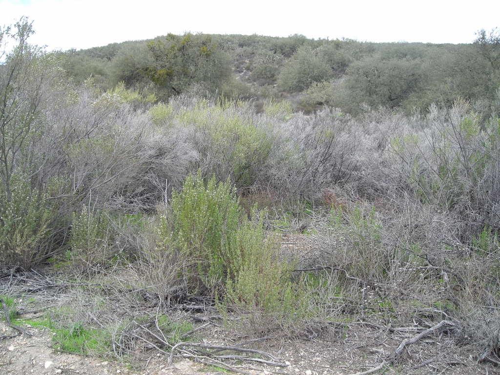 0 Lockwood San Lucas Road, KING CITY, California 93930, ,Lots And Land,For Sale,Lockwood San Lucas Road,40965272
