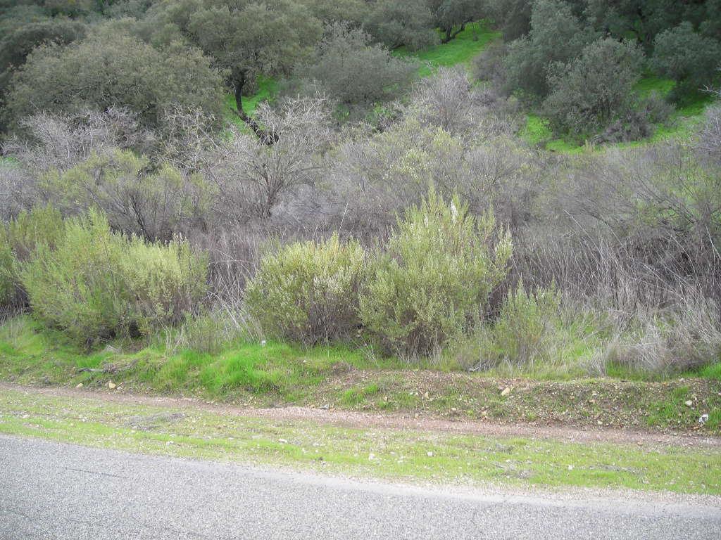 0 Lockwood San Lucas Road, KING CITY, California 93930, ,Lots And Land,For Sale,Lockwood San Lucas Road,40967451