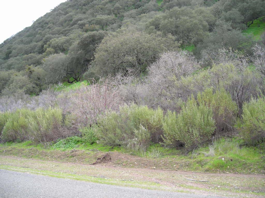 0 Lockwood San Lucas Road, KING CITY, California 93930, ,Lots And Land,For Sale,Lockwood San Lucas Road,40967451