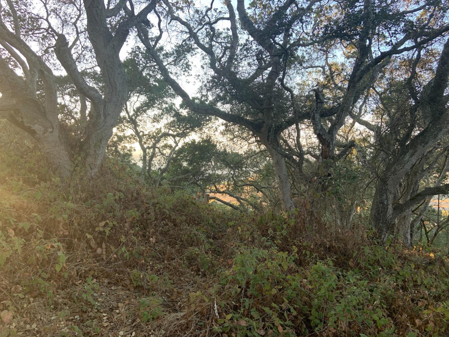 0 Las Lomas Drive, ROYAL OAKS, California 95076, ,Lots And Land,For Sale,Las Lomas Drive,40962209