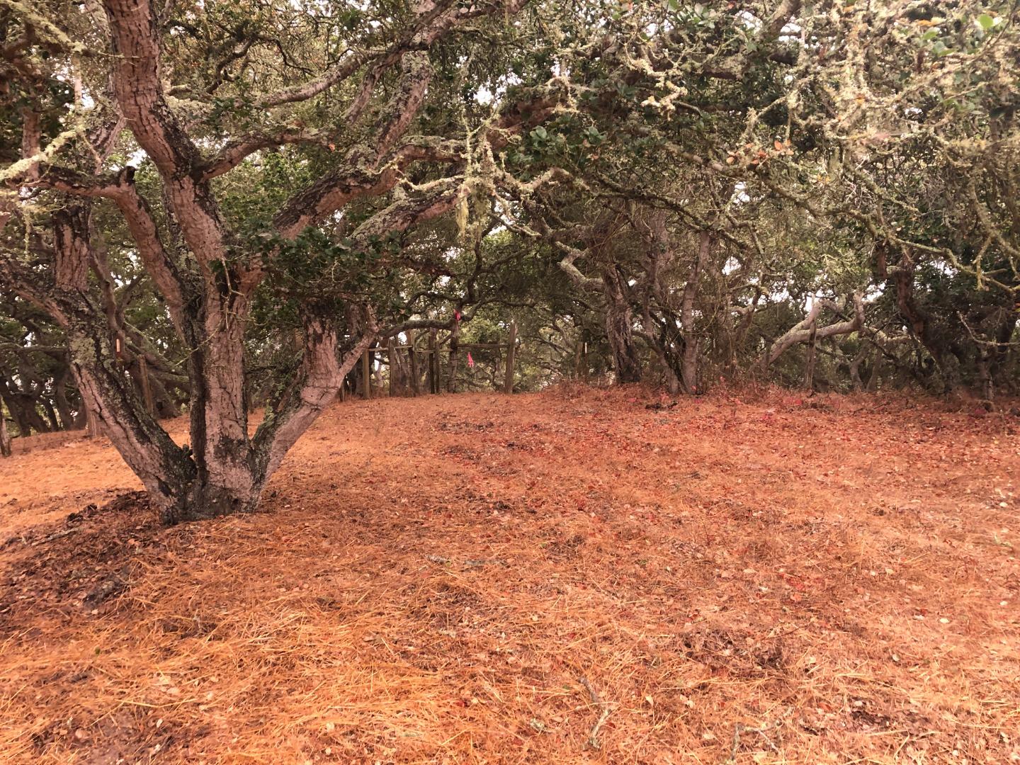 0 Las Lomas Drive, ROYAL OAKS, California 95076, ,Lots And Land,For Sale,Las Lomas Drive,40962209