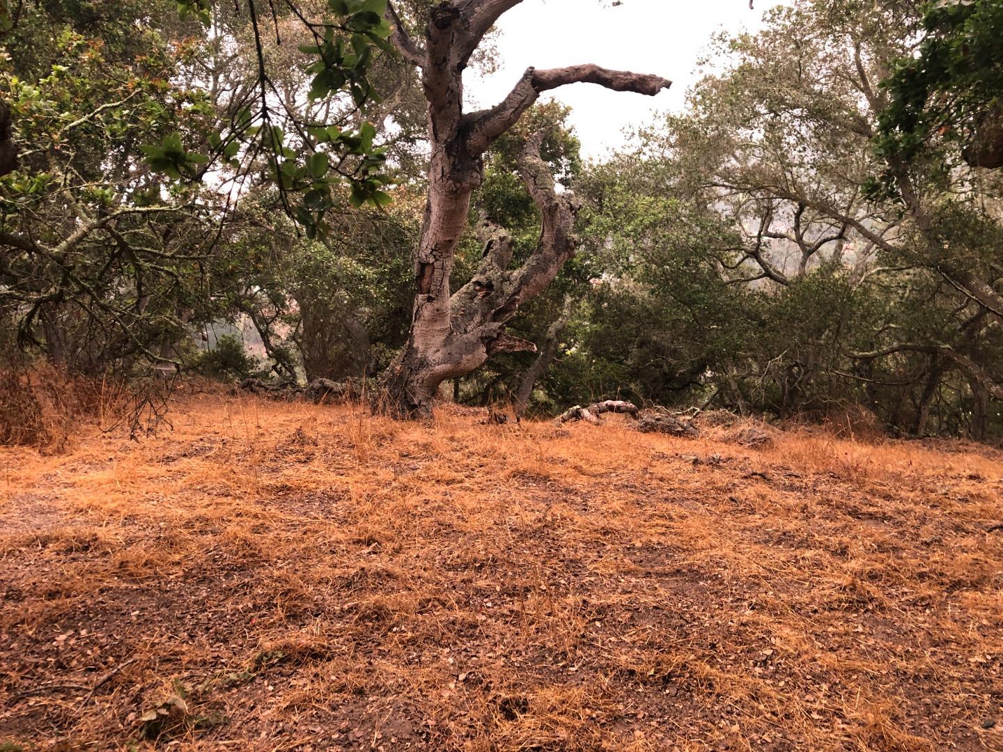 0 Las Lomas Drive, ROYAL OAKS, California 95076, ,Lots And Land,For Sale,Las Lomas Drive,40962209