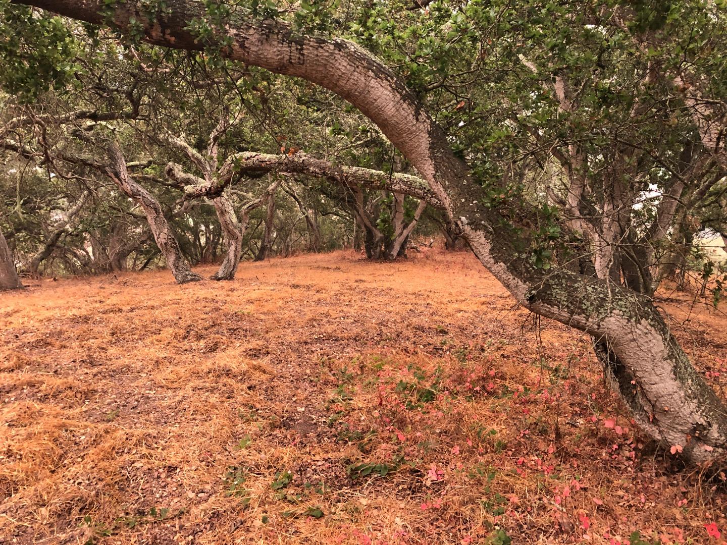 0 Las Lomas Drive, ROYAL OAKS, California 95076, ,Lots And Land,For Sale,Las Lomas Drive,40962209