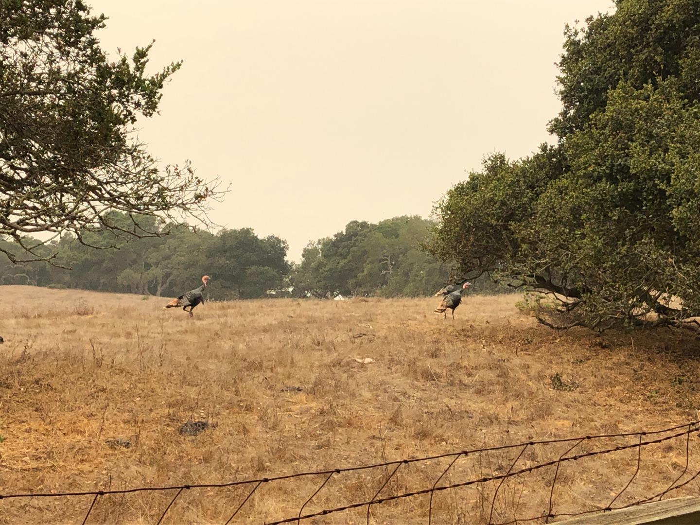 0 Las Lomas Drive, ROYAL OAKS, California 95076, ,Lots And Land,For Sale,Las Lomas Drive,40962209