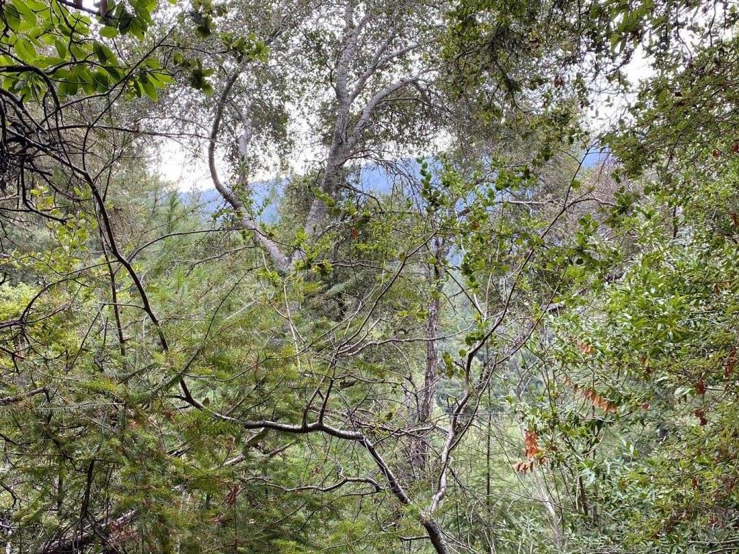 0 Hillary Heights, BOULDER CREEK, California 95006, ,Lots And Land,For Sale,Hillary Heights,40965648