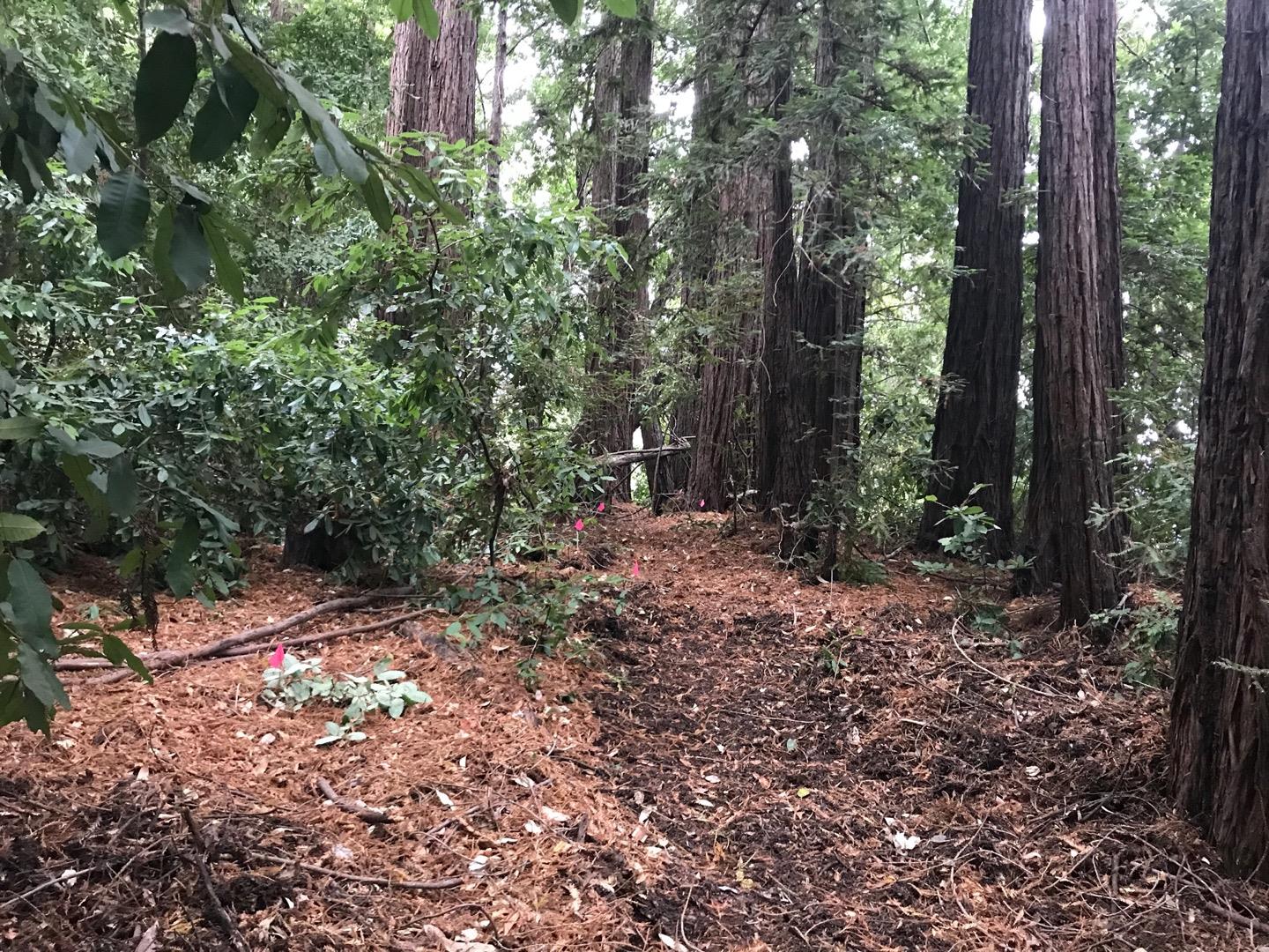 0 Hillary Heights, BOULDER CREEK, California 95006, ,Lots And Land,For Sale,Hillary Heights,40965648