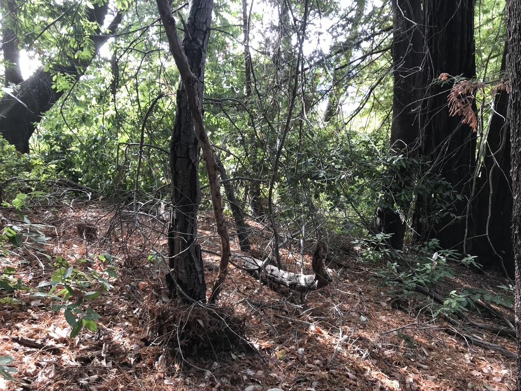 0 Hillary Heights, BOULDER CREEK, California 95006, ,Lots And Land,For Sale,Hillary Heights,40965648