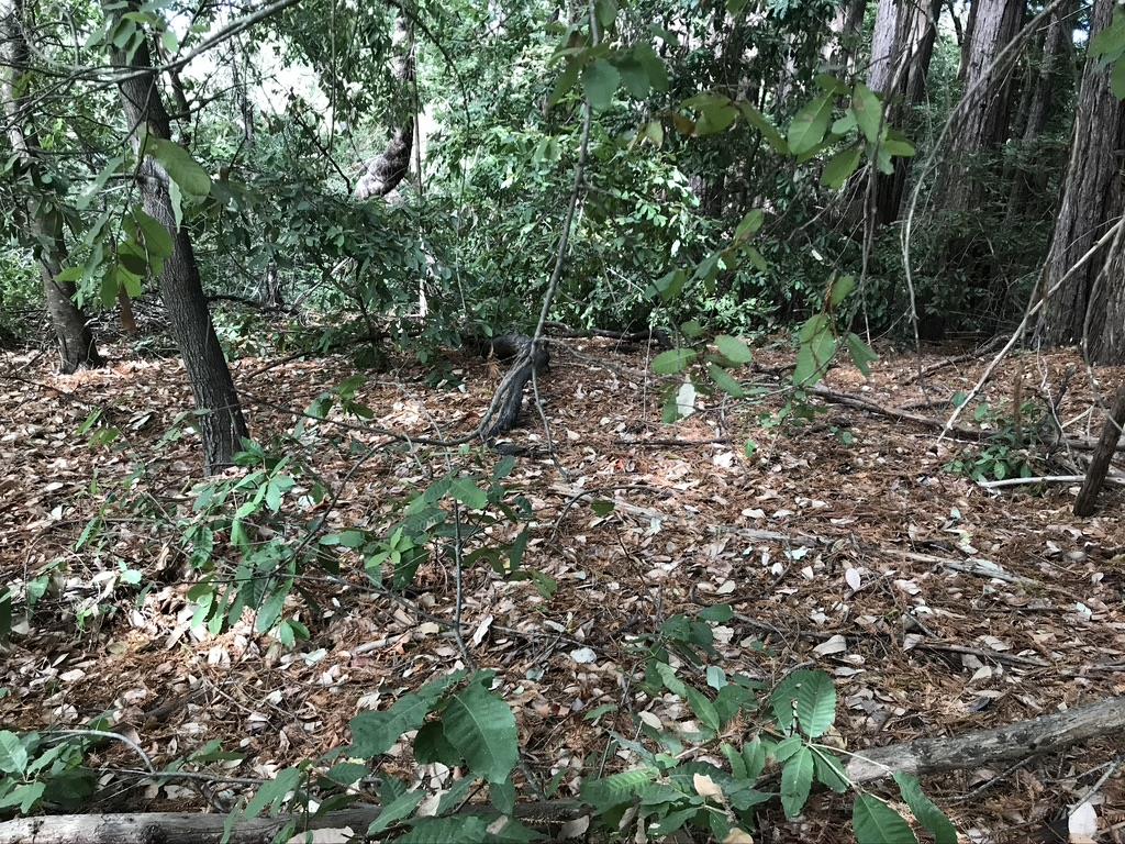 0 Hillary Heights, BOULDER CREEK, California 95006, ,Lots And Land,For Sale,Hillary Heights,40965648