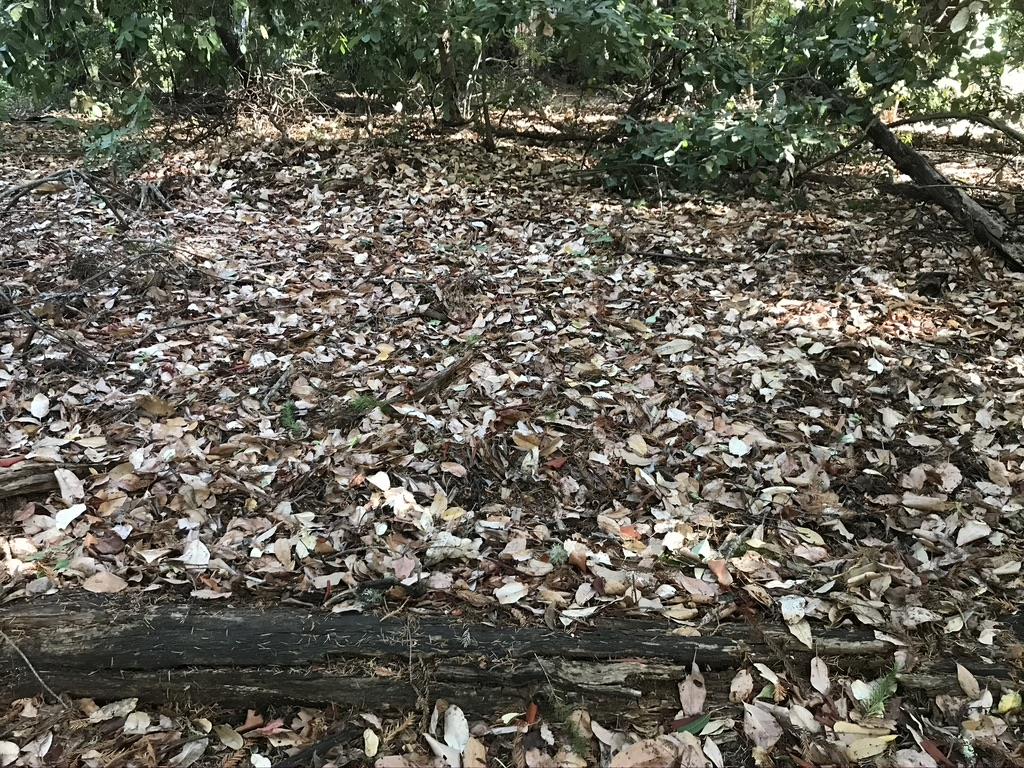 0 Hillary Heights, BOULDER CREEK, California 95006, ,Lots And Land,For Sale,Hillary Heights,40965648