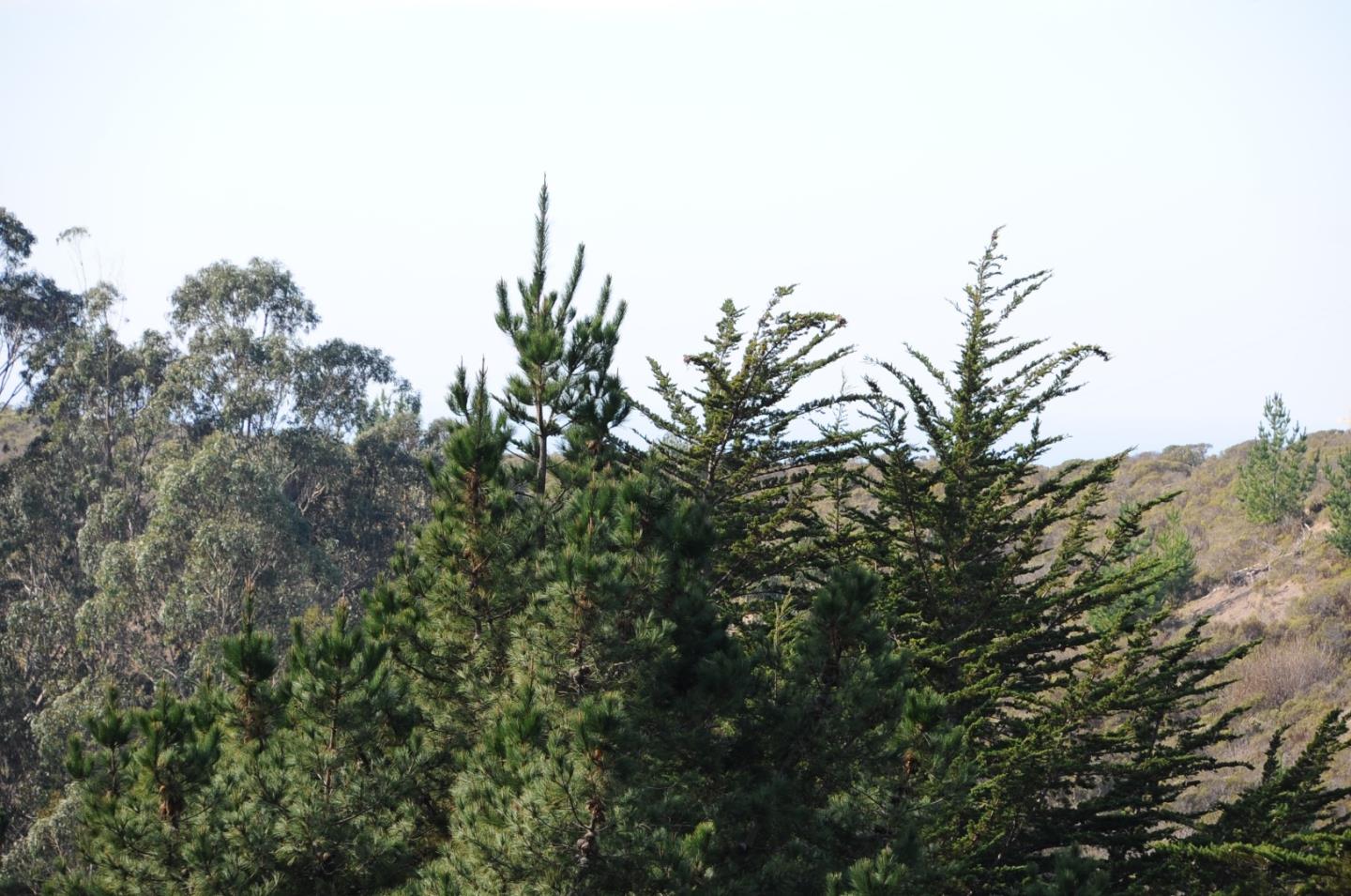 425 DEHOFF CANYON Road, HALF MOON BAY, California 94019, ,Lots And Land,For Sale,DEHOFF CANYON Road,40962284