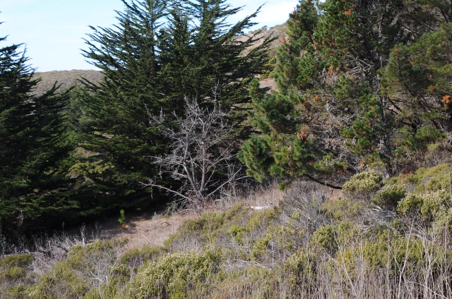 425 DEHOFF CANYON Road, HALF MOON BAY, California 94019, ,Lots And Land,For Sale,DEHOFF CANYON Road,40962284