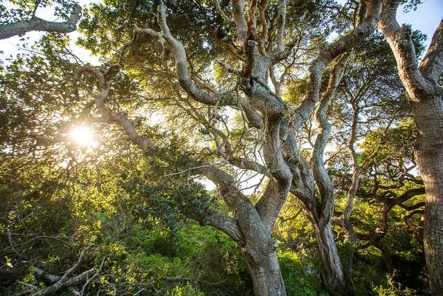 5451 Quail Way, CARMEL, California 93923, ,Lots And Land,For Sale,Quail Way,40962175