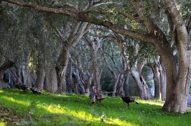 5451 Quail Way, CARMEL, California 93923, ,Lots And Land,For Sale,Quail Way,40962175