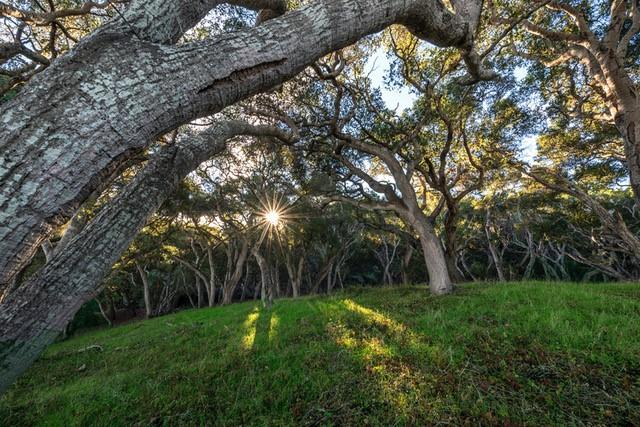 5451 Quail Way, CARMEL, California 93923, ,Lots And Land,For Sale,Quail Way,40962175