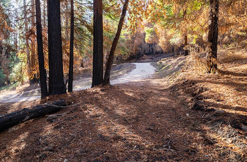 Lot 59 Kings Highway, BOULDER CREEK, California 95006, ,Lots And Land,For Sale,Kings Highway,40964068