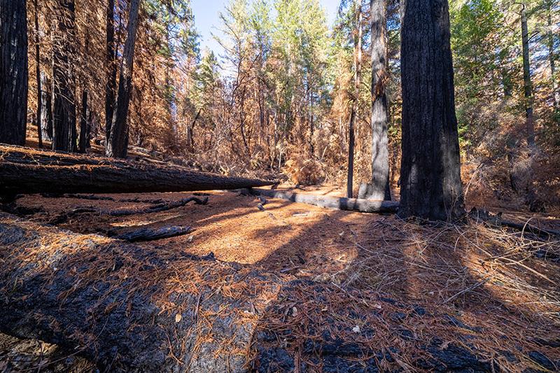 Lot 59 Kings Highway, BOULDER CREEK, California 95006, ,Lots And Land,For Sale,Kings Highway,40964068