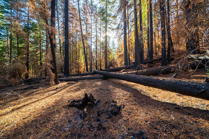 Lot 59 Kings Highway, BOULDER CREEK, California 95006, ,Lots And Land,For Sale,Kings Highway,40964068