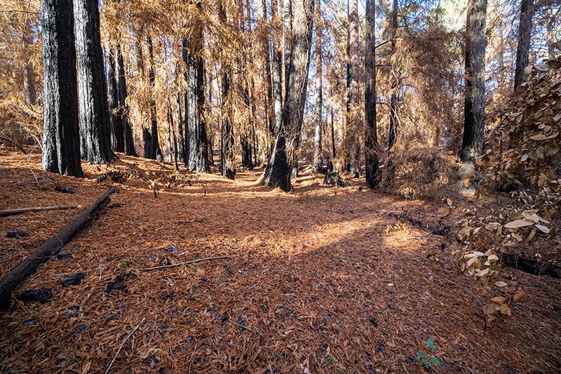 Lot 59 Kings Highway, BOULDER CREEK, California 95006, ,Lots And Land,For Sale,Kings Highway,40964068