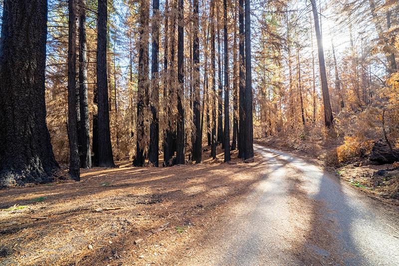 Lot 59 Kings Highway, BOULDER CREEK, California 95006, ,Lots And Land,For Sale,Kings Highway,40964068