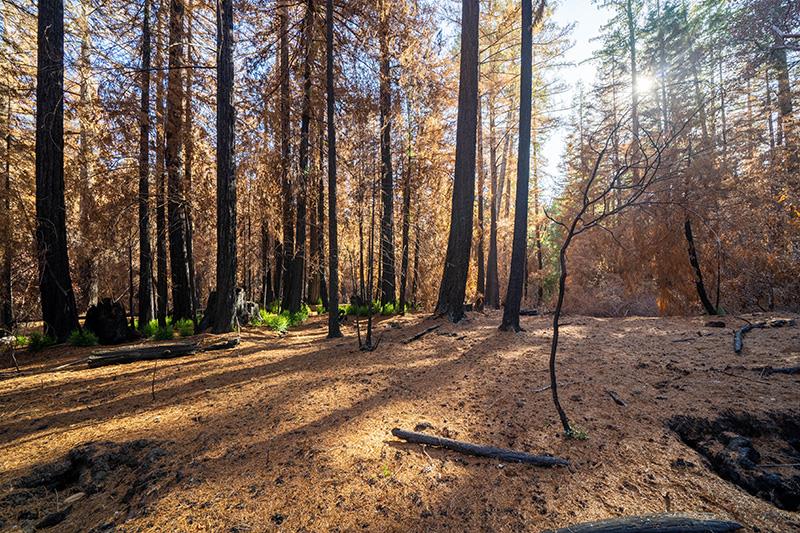 Lot 59 Kings Highway, BOULDER CREEK, California 95006, ,Lots And Land,For Sale,Kings Highway,40964068