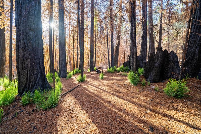 Lot 59 Kings Highway, BOULDER CREEK, California 95006, ,Lots And Land,For Sale,Kings Highway,40964068