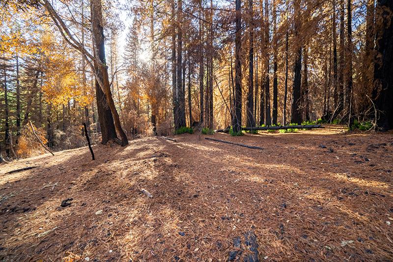 Lot 59 Kings Highway, BOULDER CREEK, California 95006, ,Lots And Land,For Sale,Kings Highway,40964068