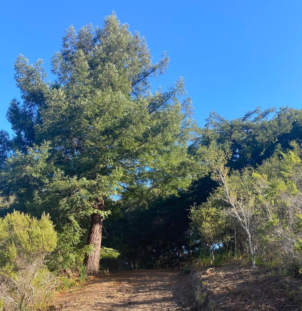 16 Potrero Trail, CARMEL VALLEY, California 93923, ,Lots And Land,For Sale,Potrero Trail,40963731