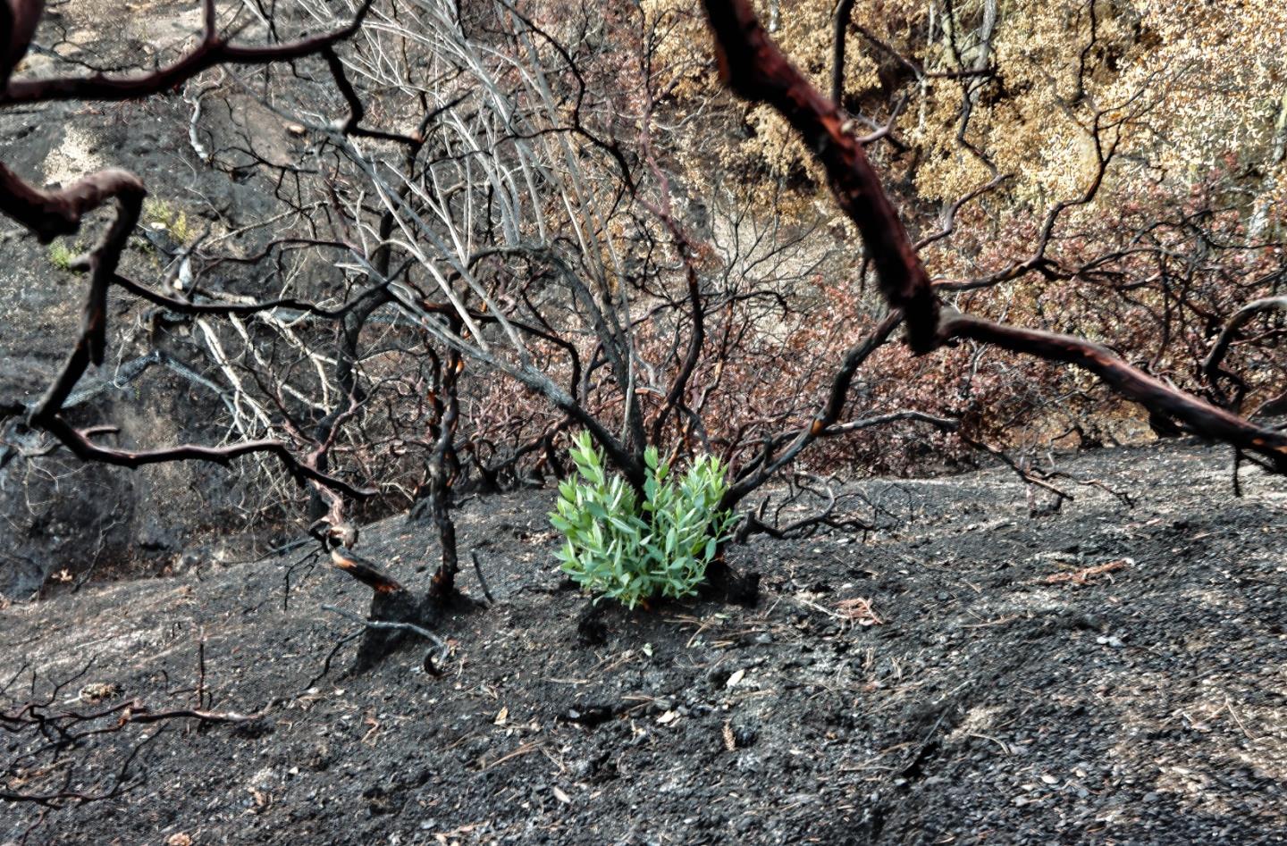 100 Wildberry Drive, BOULDER CREEK, California 95006, ,Lots And Land,For Sale,Wildberry Drive,40962000